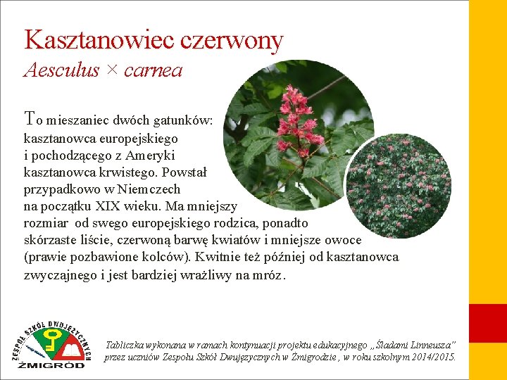 Kasztanowiec czerwony Aesculus × carnea To mieszaniec dwóch gatunków: kasztanowca europejskiego i pochodzącego z