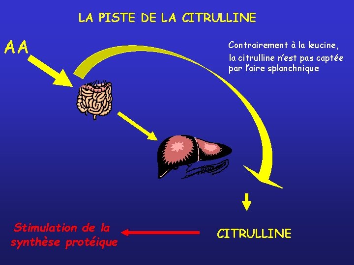 LA PISTE DE LA CITRULLINE AA Stimulation de la synthèse protéique Contrairement à la