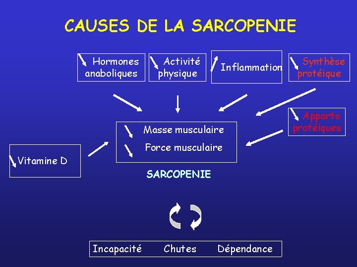 CAUSES DE LA SARCOPENIE Hormones anaboliques Activité physique Inflammation Masse musculaire Force musculaire Vitamine