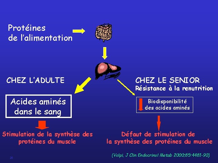 Protéines de l’alimentation CHEZ L’ADULTE Acides aminés dans le sang Stimulation de la synthèse