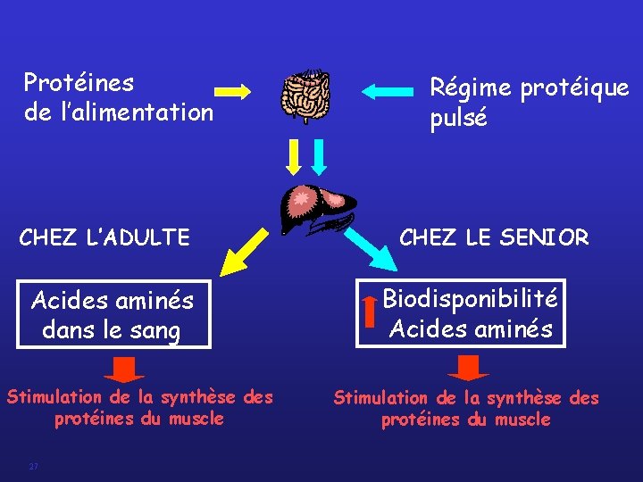 Protéines de l’alimentation CHEZ L’ADULTE Acides aminés dans le sang Stimulation de la synthèse