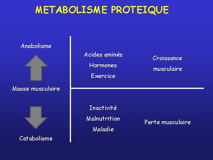 METABOLISME PROTEIQUE Anabolisme Acides aminés Hormones Exercice Croissance musculaire Masse musculaire Inactivité Malnutrition Maladie