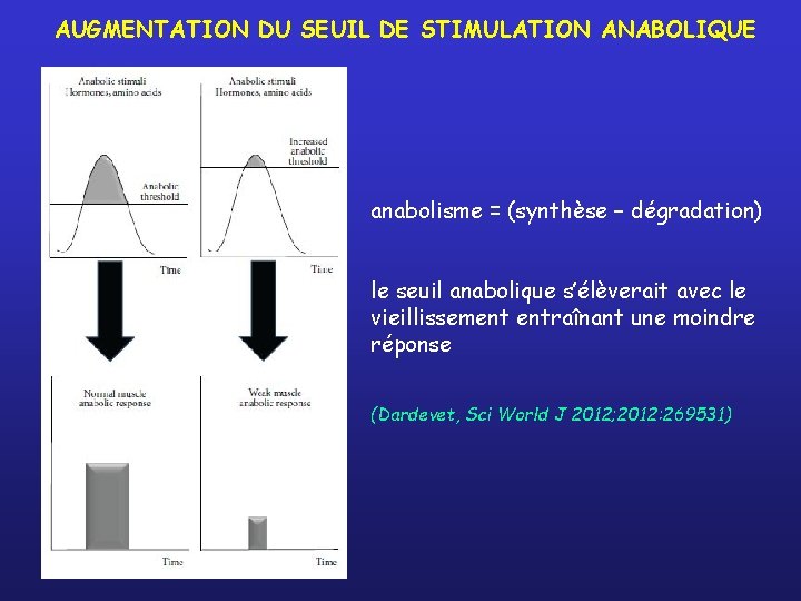 AUGMENTATION DU SEUIL DE STIMULATION ANABOLIQUE anabolisme = (synthèse – dégradation) le seuil anabolique