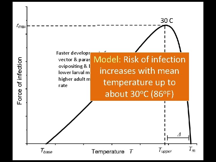 Force of infection 30 C Faster development of vector & parasite, faster ovipositing &