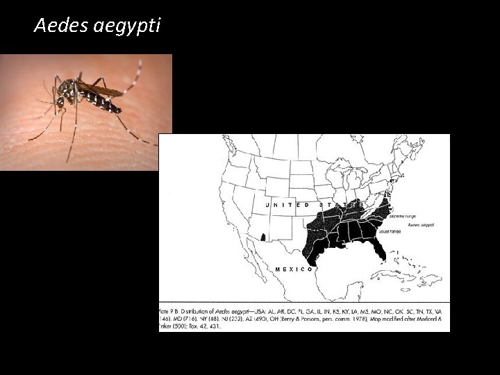 Aedes aegypti 