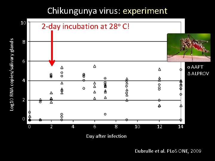 Chikungunya virus: experiment Log 10 RNA copies/salivary glands 10 2 -day incubation at 28