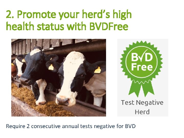 2. Promote your herd’s high health status with BVDFree Require 2 consecutive annual tests