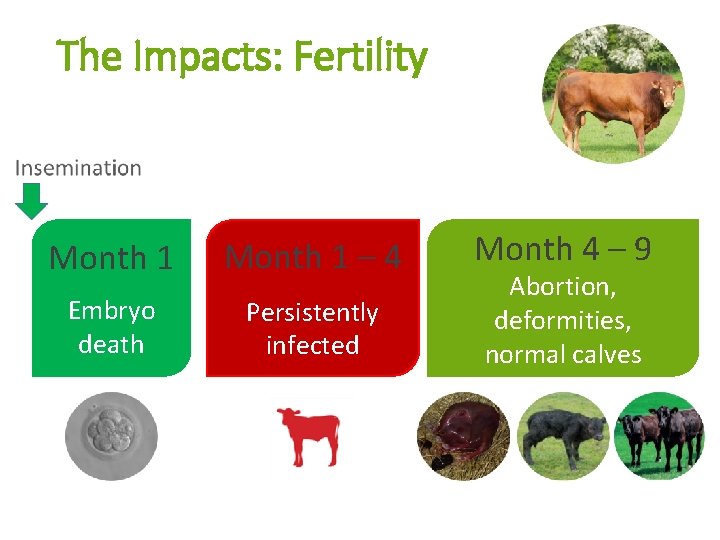What is BVD Virus infection of cattle BVD
