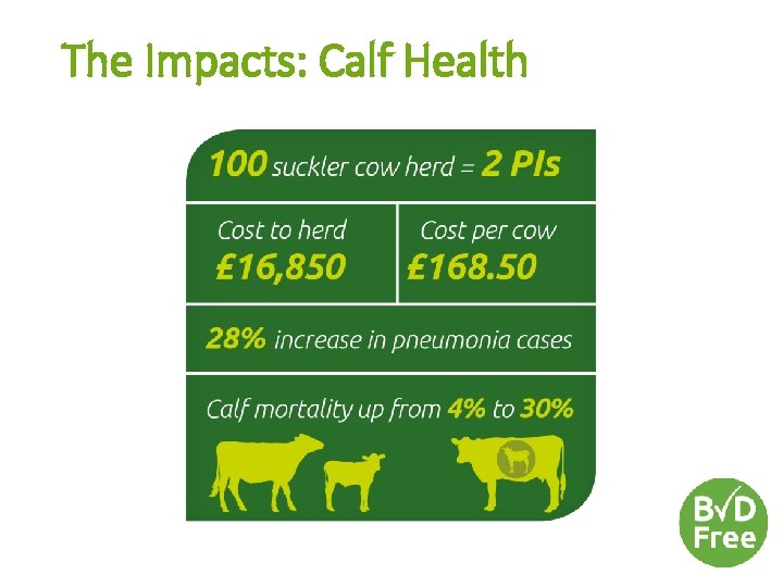 The Impacts: Calf Health 