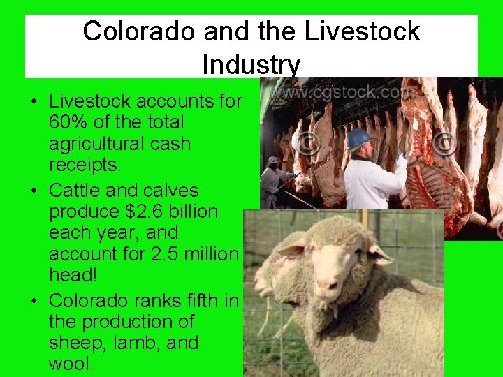 Colorado and the Livestock Industry • Livestock accounts for 60% of the total agricultural