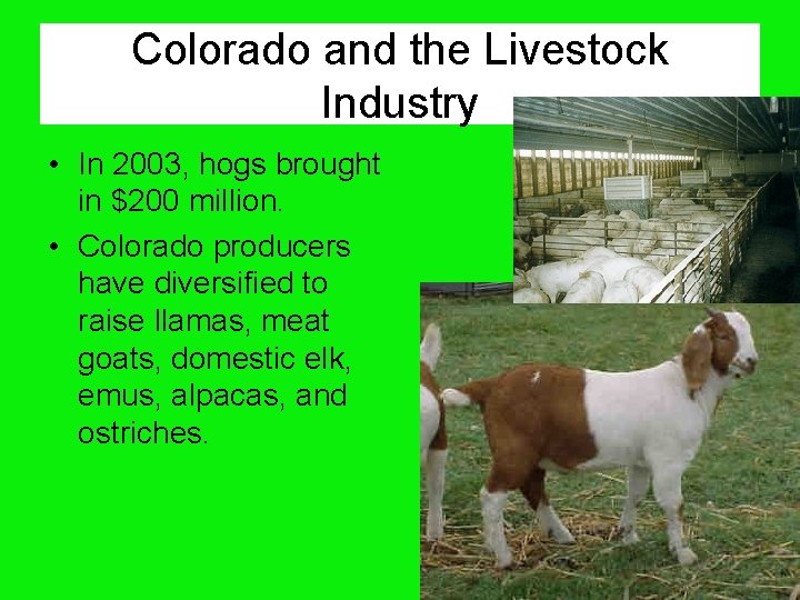 Colorado and the Livestock Industry • In 2003, hogs brought in $200 million. •