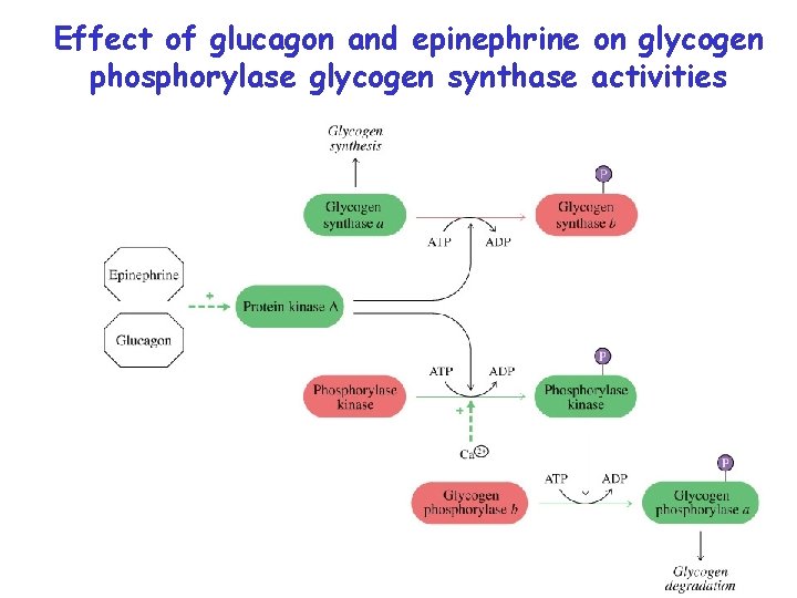 Effect of glucagon and epinephrine on glycogen phosphorylase glycogen synthase activities 