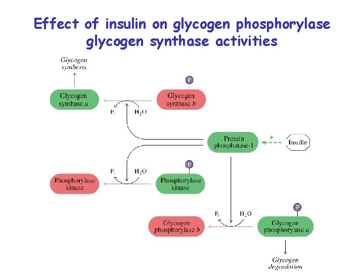 Effect of insulin on glycogen phosphorylase glycogen synthase activities 