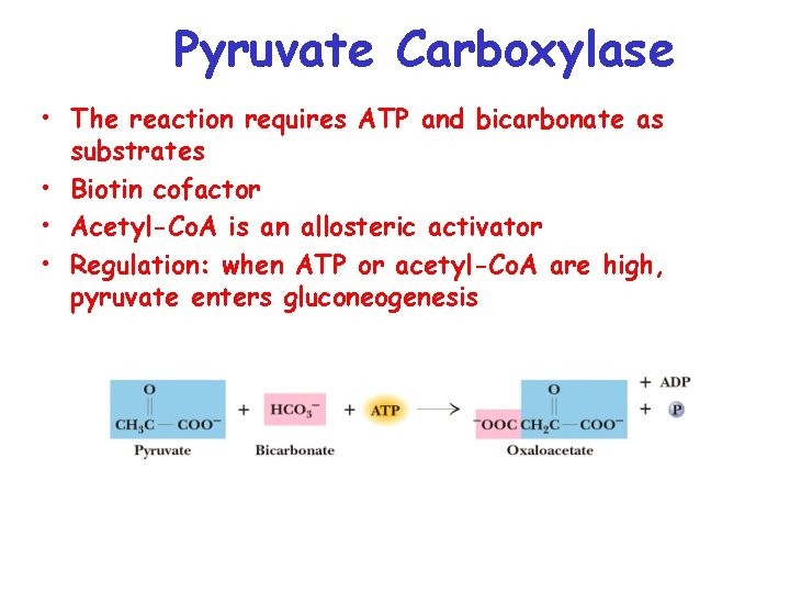 Pyruvate Carboxylase • The reaction requires ATP and bicarbonate as substrates • Biotin cofactor