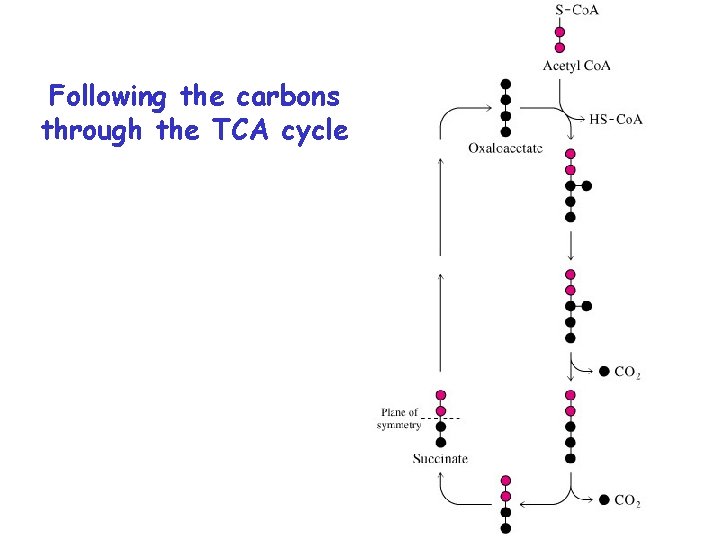 Following the carbons through the TCA cycle 