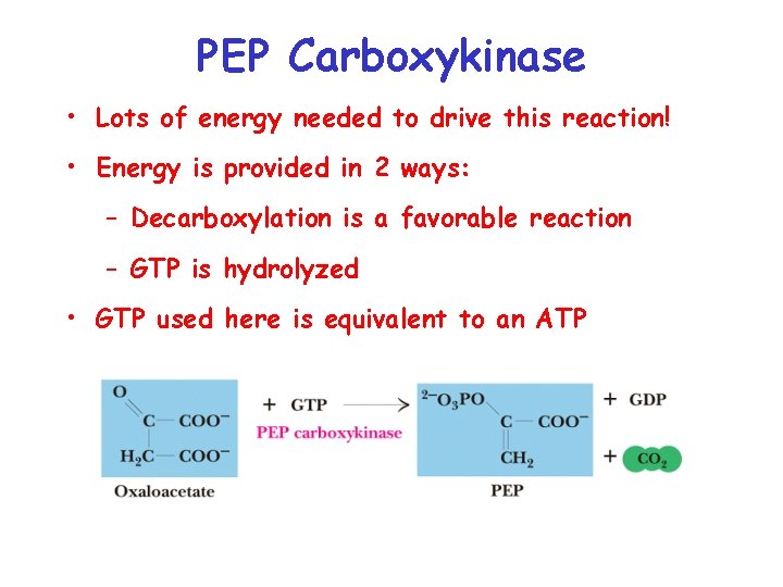 PEP Carboxykinase • Lots of energy needed to drive this reaction! • Energy is