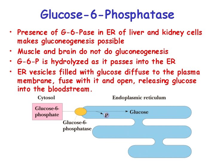 Glucose-6 -Phosphatase • Presence of G-6 -Pase in ER of liver and kidney cells