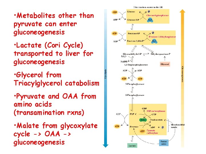  • Metabolites other than pyruvate can enter gluconeogenesis • Lactate (Cori Cycle) transported