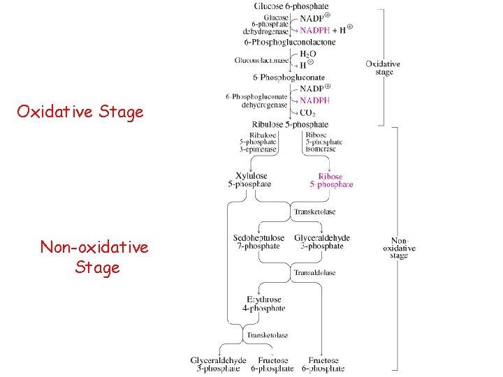 Oxidative Stage Non-oxidative Stage 