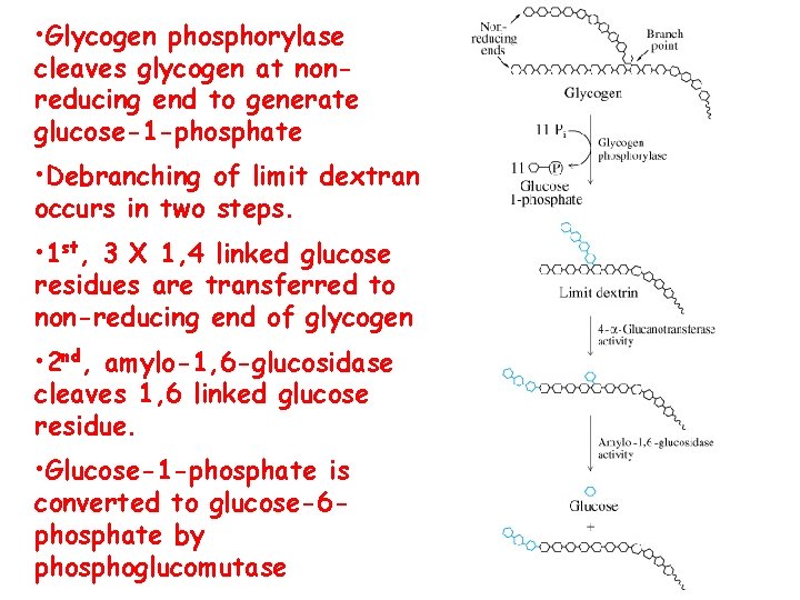  • Glycogen phosphorylase cleaves glycogen at nonreducing end to generate glucose-1 -phosphate •