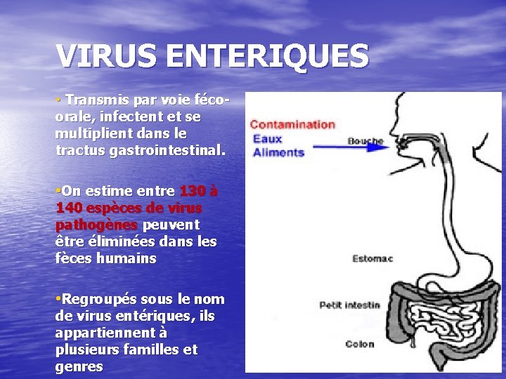 VIRUS ENTERIQUES • Transmis par voie fécoorale, infectent et se multiplient dans le tractus