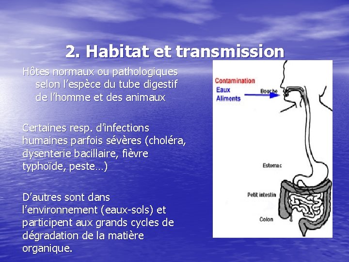 2. Habitat et transmission Hôtes normaux ou pathologiques selon l’espèce du tube digestif de