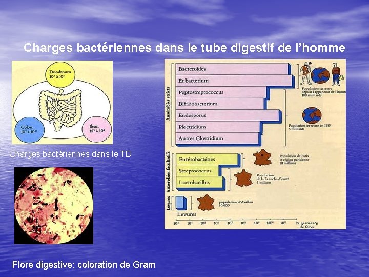 Charges bactériennes dans le tube digestif de l’homme Charges bactériennes dans le TD Flore