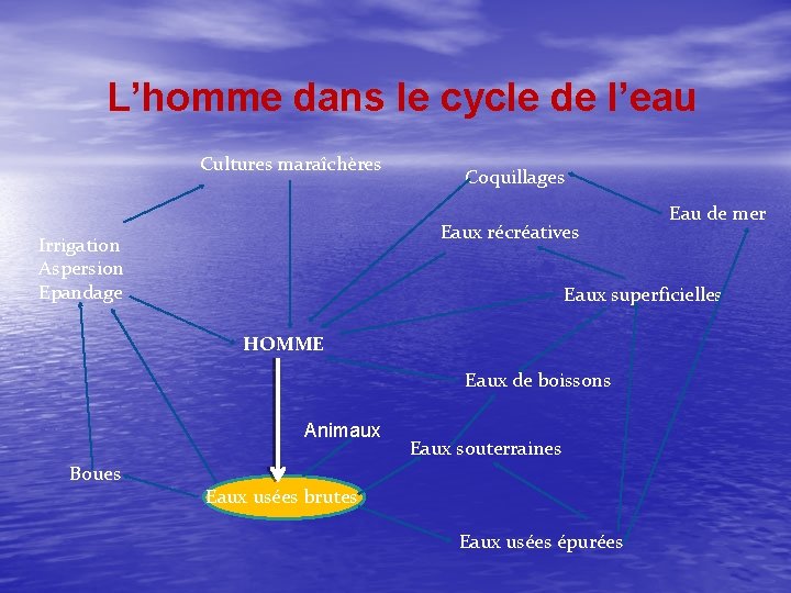 L’homme dans le cycle de l’eau Cultures maraîchères Coquillages Eaux récréatives Irrigation Aspersion Epandage