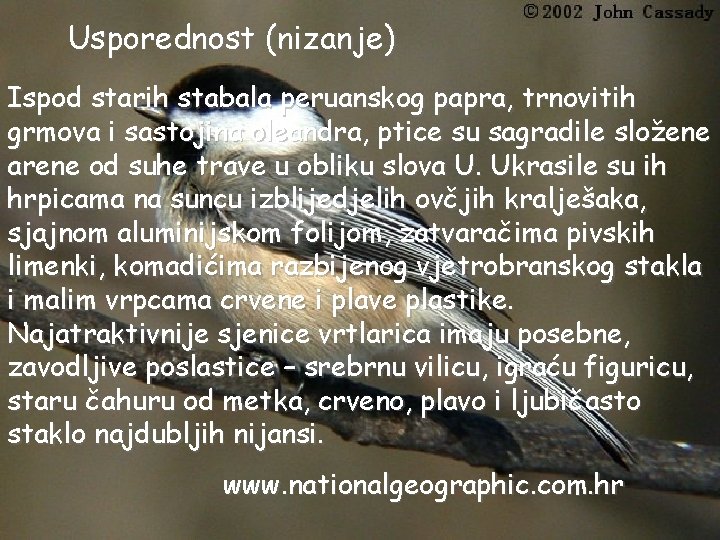 Usporednost (nizanje) Ispod starih stabala peruanskog papra, trnovitih grmova i sastojina oleandra, ptice su