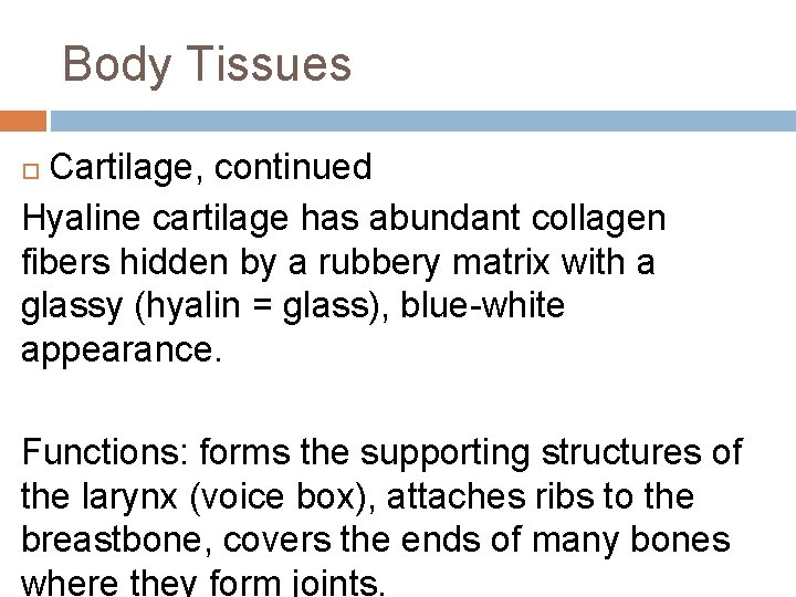 Body Tissues Cartilage, continued Hyaline cartilage has abundant collagen fibers hidden by a rubbery
