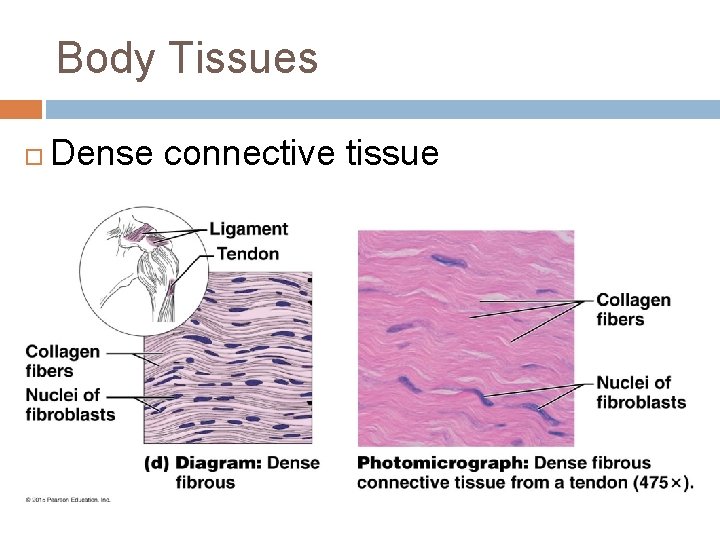 Body Tissues Dense connective tissue 