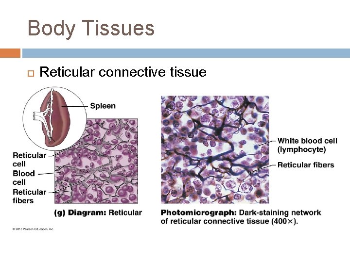 Body Tissues Reticular connective tissue 