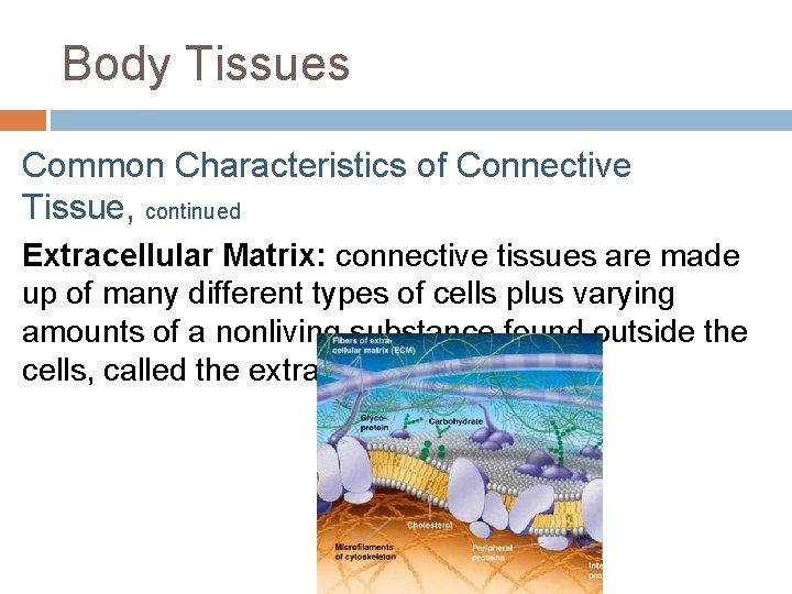 Body Tissues Common Characteristics of Connective Tissue, continued Extracellular Matrix: connective tissues are made