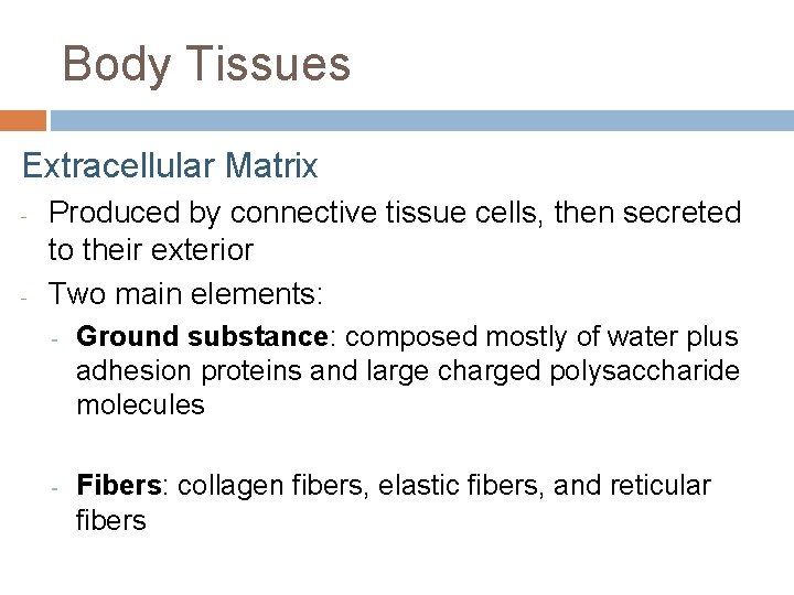 Body Tissues Extracellular Matrix - - Produced by connective tissue cells, then secreted to