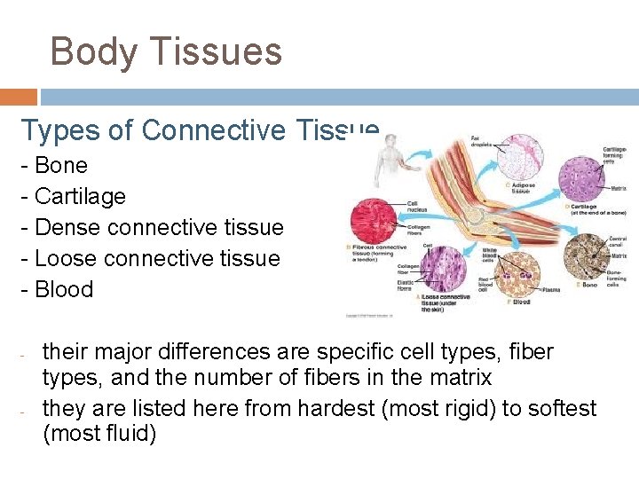 Body Tissues Types of Connective Tissue - Bone - Cartilage - Dense connective tissue
