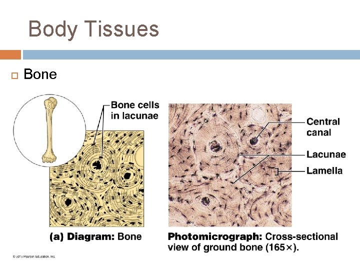 Body Tissues Bone 