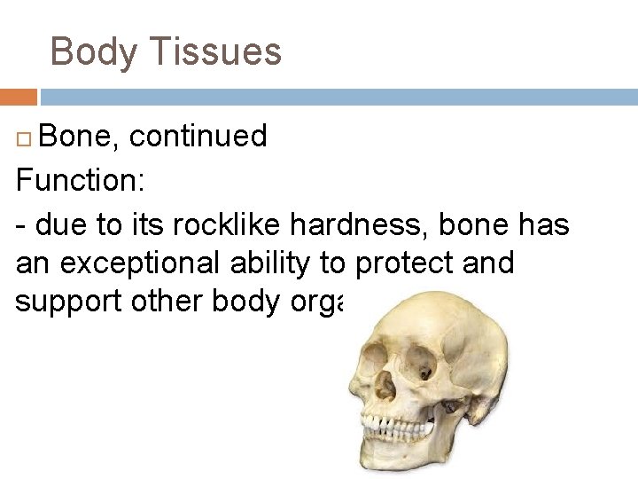 Body Tissues Bone, continued Function: - due to its rocklike hardness, bone has an