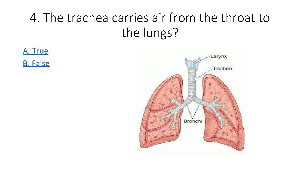 4. The trachea carries air from the throat to the lungs? A. True B.