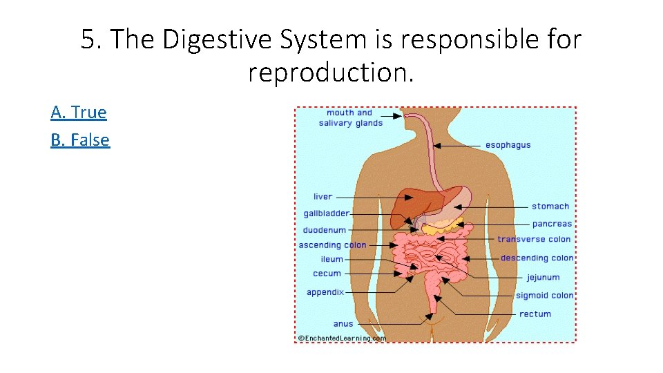 5. The Digestive System is responsible for reproduction. A. True B. False 