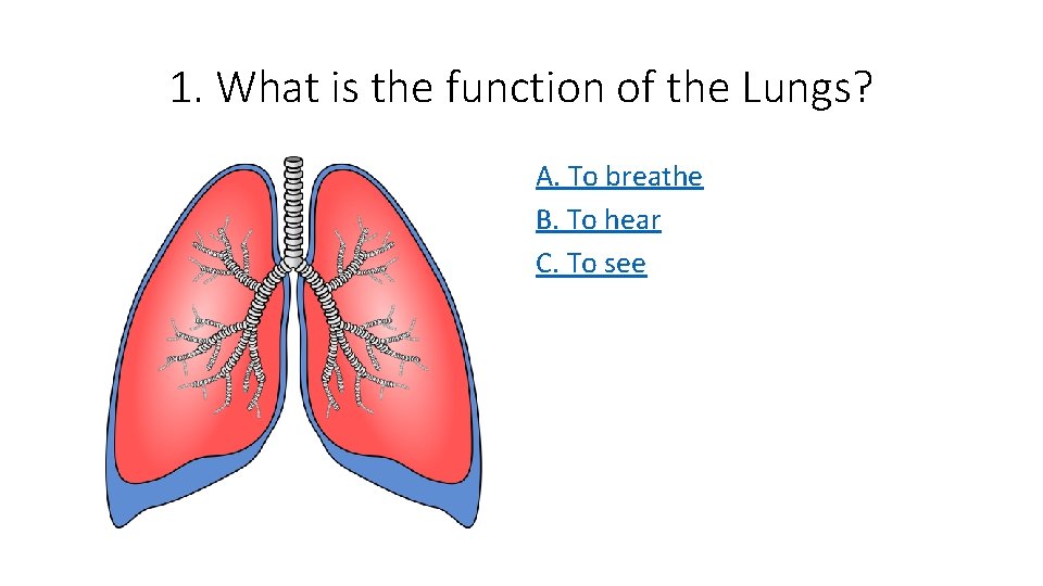 1. What is the function of the Lungs? A. To breathe B. To hear