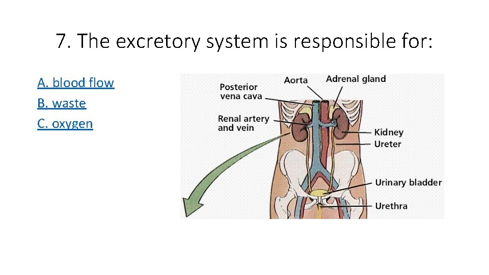 7. The excretory system is responsible for: A. blood flow B. waste C. oxygen