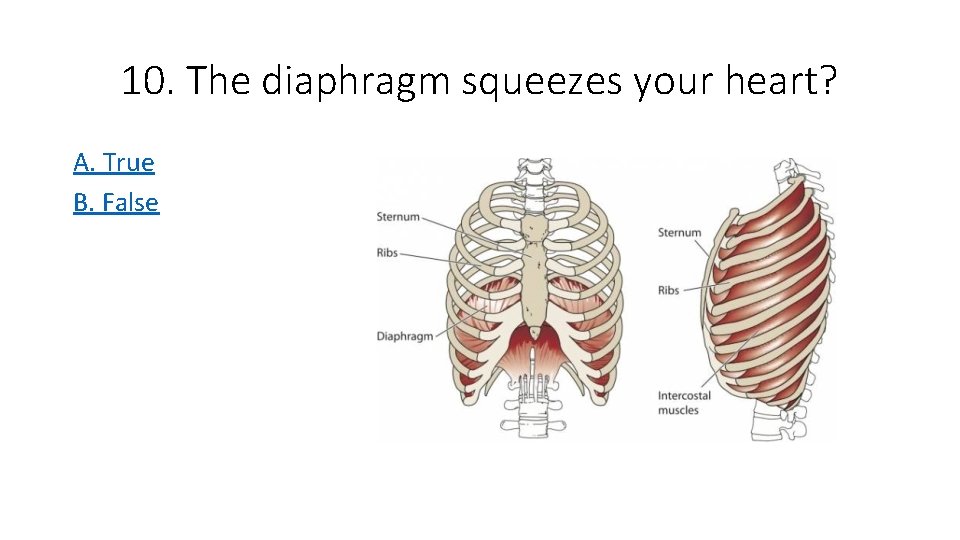 10. The diaphragm squeezes your heart? A. True B. False 