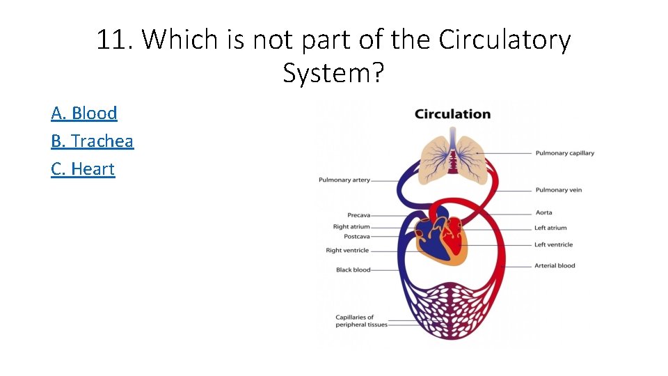 11. Which is not part of the Circulatory System? A. Blood B. Trachea C.