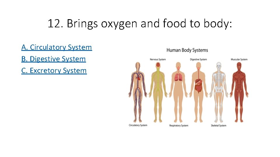 12. Brings oxygen and food to body: A. Circulatory System B. Digestive System C.