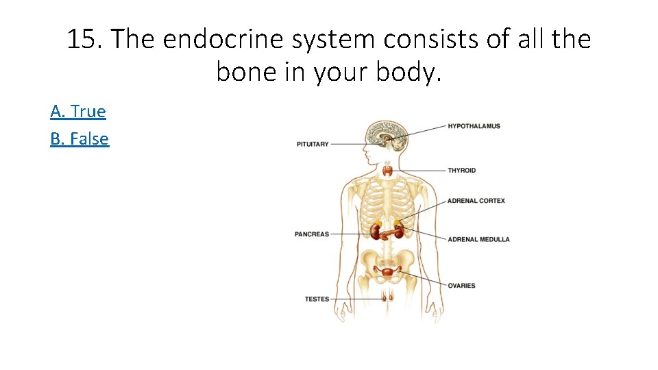 15. The endocrine system consists of all the bone in your body. A. True