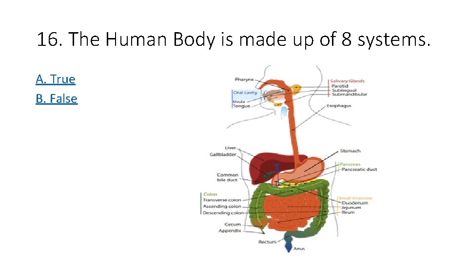 16. The Human Body is made up of 8 systems. A. True B. False