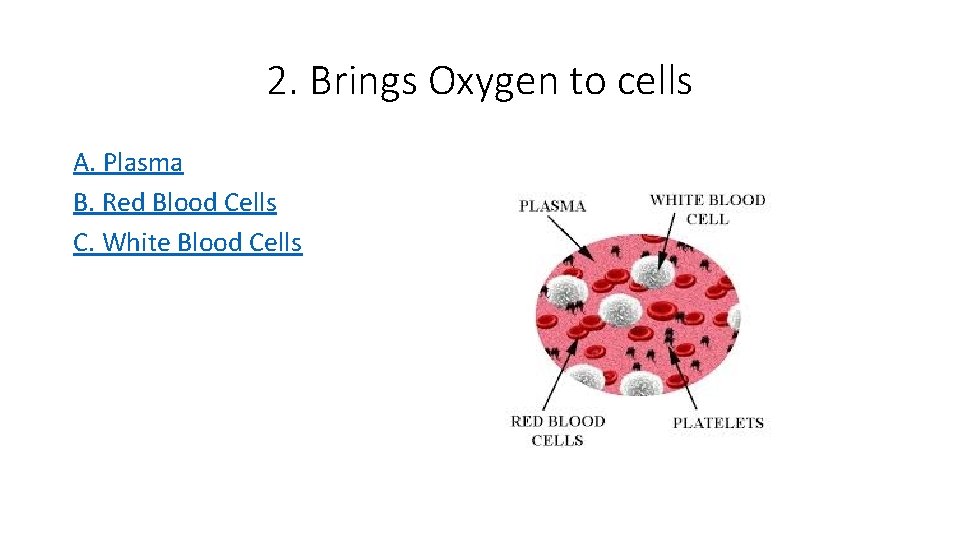 2. Brings Oxygen to cells A. Plasma B. Red Blood Cells C. White Blood