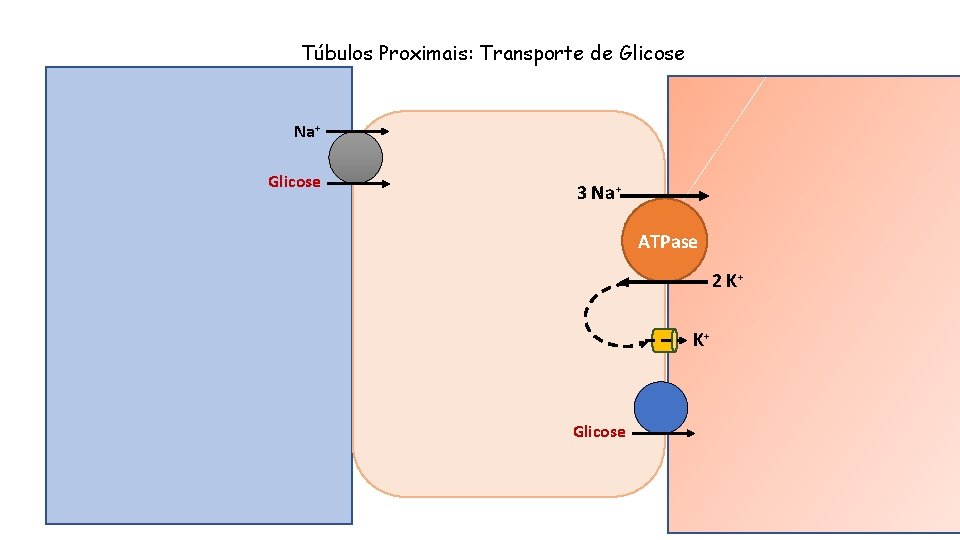 Túbulos Proximais: Transporte de Glicose Na+ Glicose 3 Na+ ATPase 2 K+ K+ Glicose