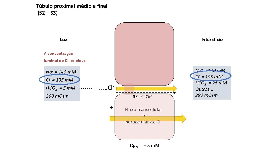 Túbulo proximal médio e final (S 2 – S 3) Luz Interstício A concentração