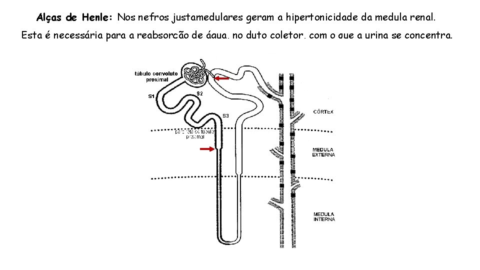 Alças de Henle: Nos nefros justamedulares geram a hipertonicidade da medula renal. Esta é